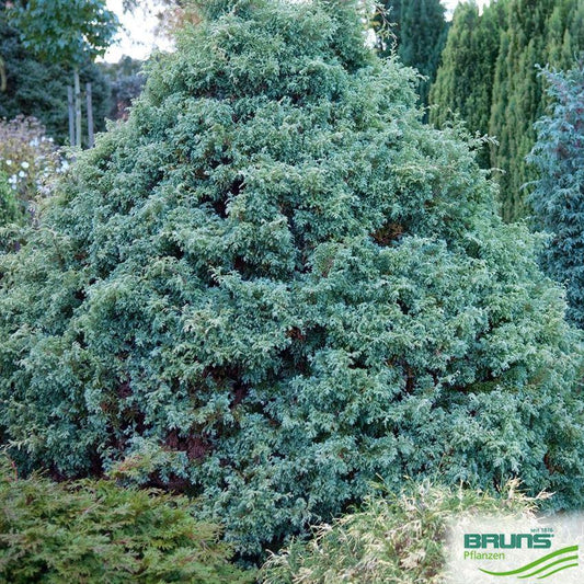 Chamaecyparis Pisifera Squarrosa Minima - View 10 from www redcrocus com