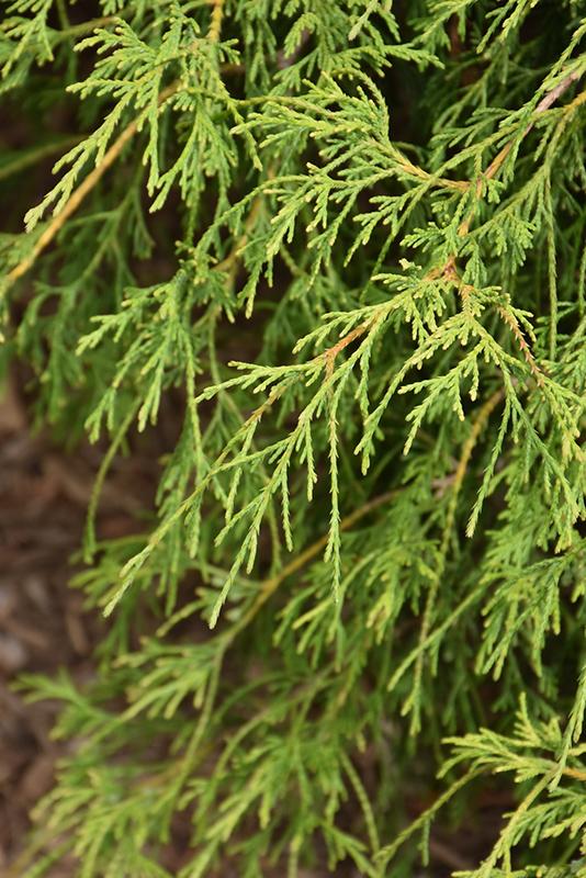 Chamaecyparis Pisifera Squarrosa Minima - View 12 from www redcrocus com