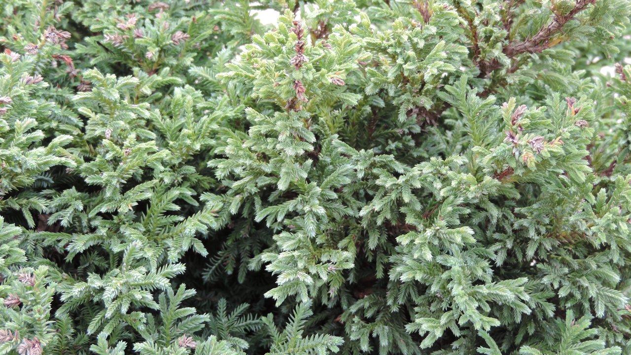 Chamaecyparis Pisifera Squarrosa Minima - View 13 from www redcrocus com