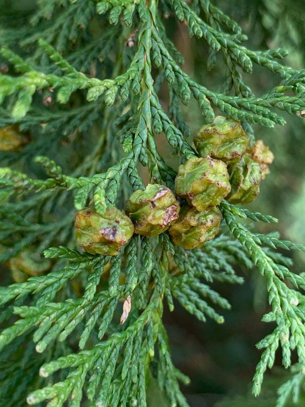 Chamaecyparis Pisifera Squarrosa Minima - View 14 from www redcrocus com
