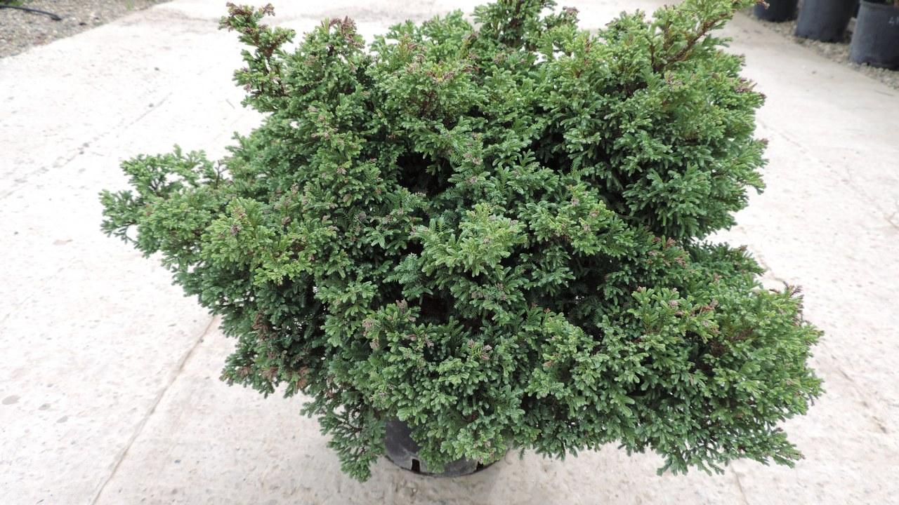 Chamaecyparis Pisifera Squarrosa Minima - View 15 from www redcrocus com