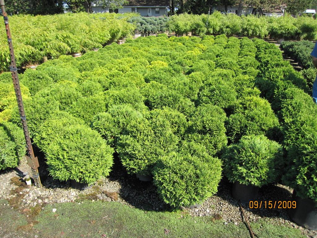 Chamaecyparis Pisifera Squarrosa Minima - View 2 from www redcrocus com