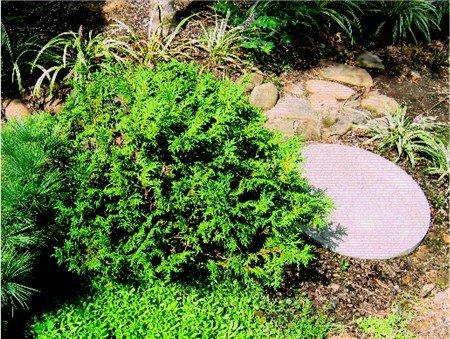 Chamaecyparis Pisifera Squarrosa Minima - View 3 from www redcrocus com