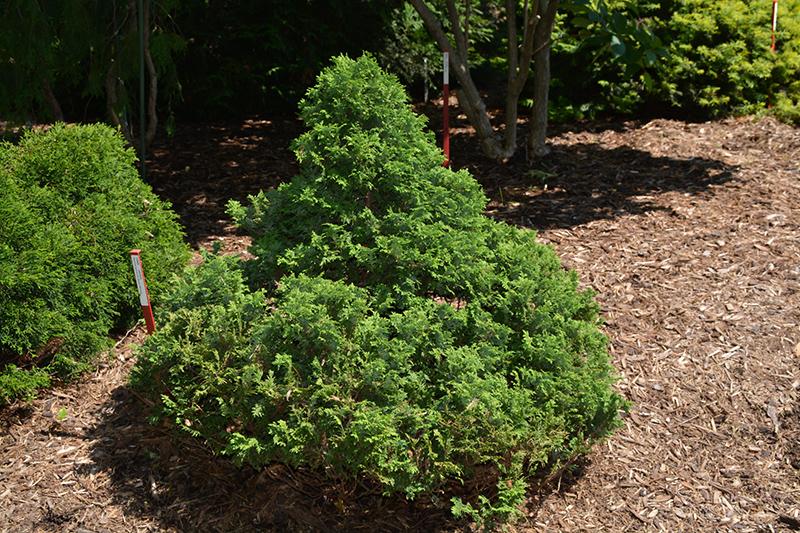 Chamaecyparis Pisifera Squarrosa Minima - View 4 from www redcrocus com