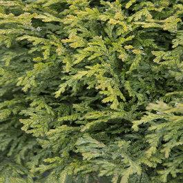 Chamaecyparis Pisifera Squarrosa Minima - View 6 from www redcrocus com