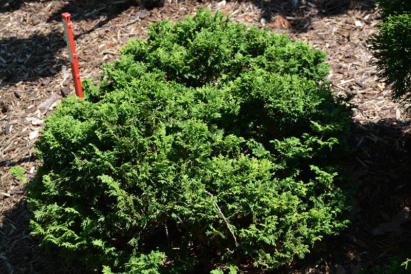 Chamaecyparis Pisifera Squarrosa Minima - View 8 from www redcrocus com