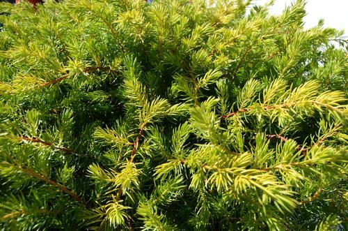 Juniperus Conferta Golden Pacific - View 10 from www redcrocus com
