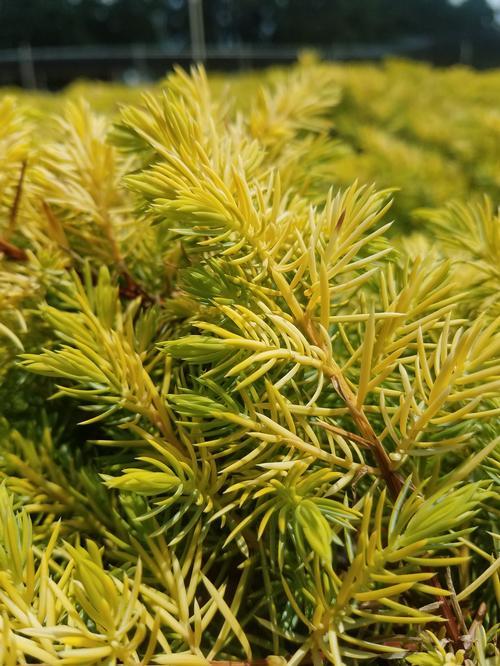 Juniperus Conferta Golden Pacific - View 11 from www redcrocus com
