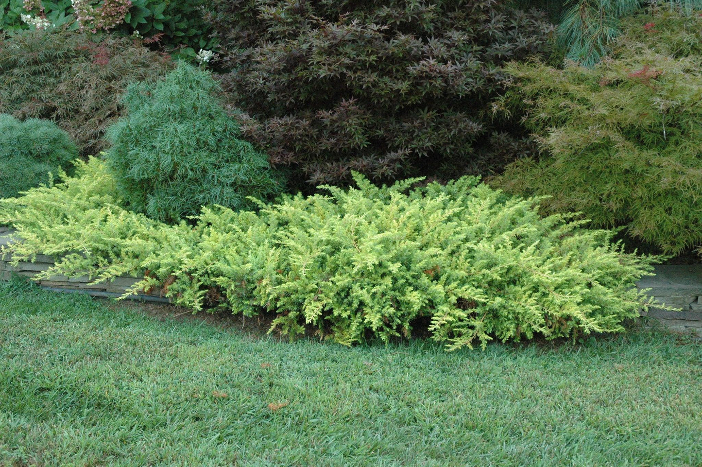 Juniperus Conferta Golden Pacific - View 14 from www redcrocus com