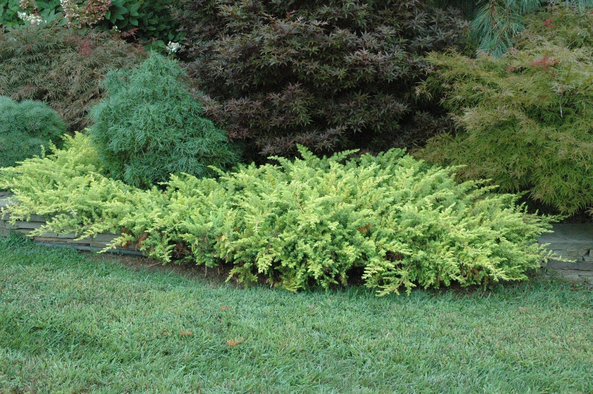 Juniperus Conferta Golden Pacific - View 14 from www redcrocus com