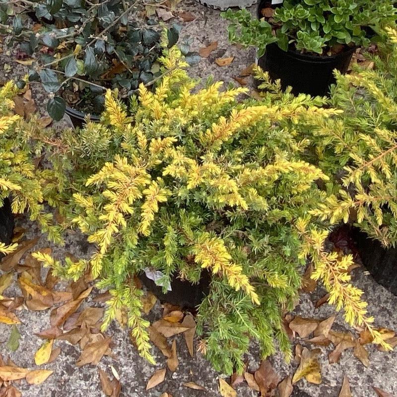Juniperus Conferta Golden Pacific - View 15 from www redcrocus com