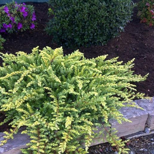 Juniperus Conferta Golden Pacific - View 19 from www redcrocus com