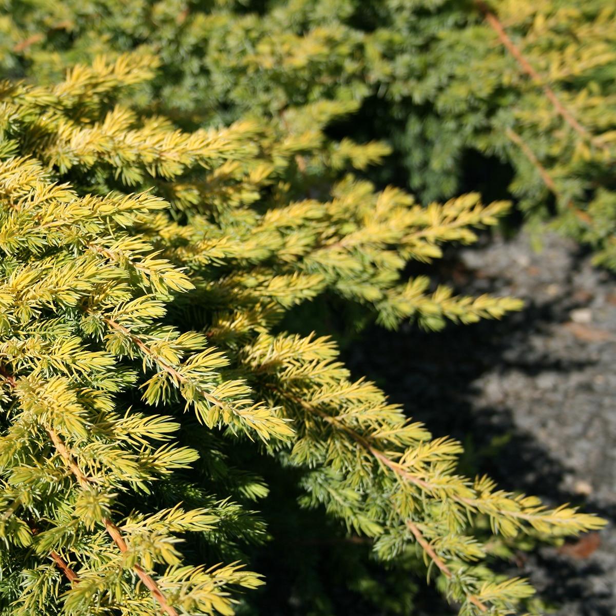 Juniperus Conferta Golden Pacific - View 2 from www redcrocus com