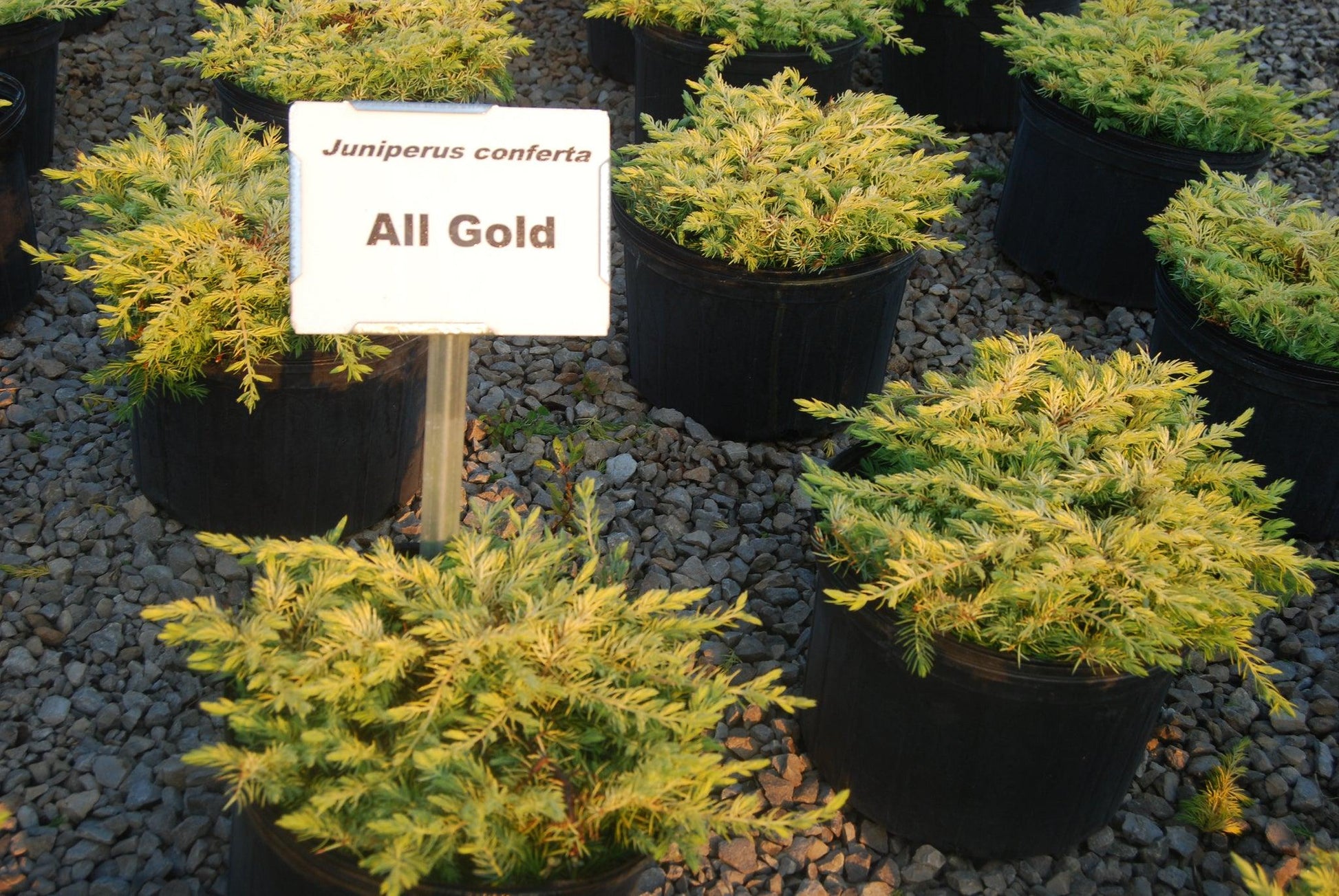 Juniperus Conferta Golden Pacific - View 5 from www redcrocus com