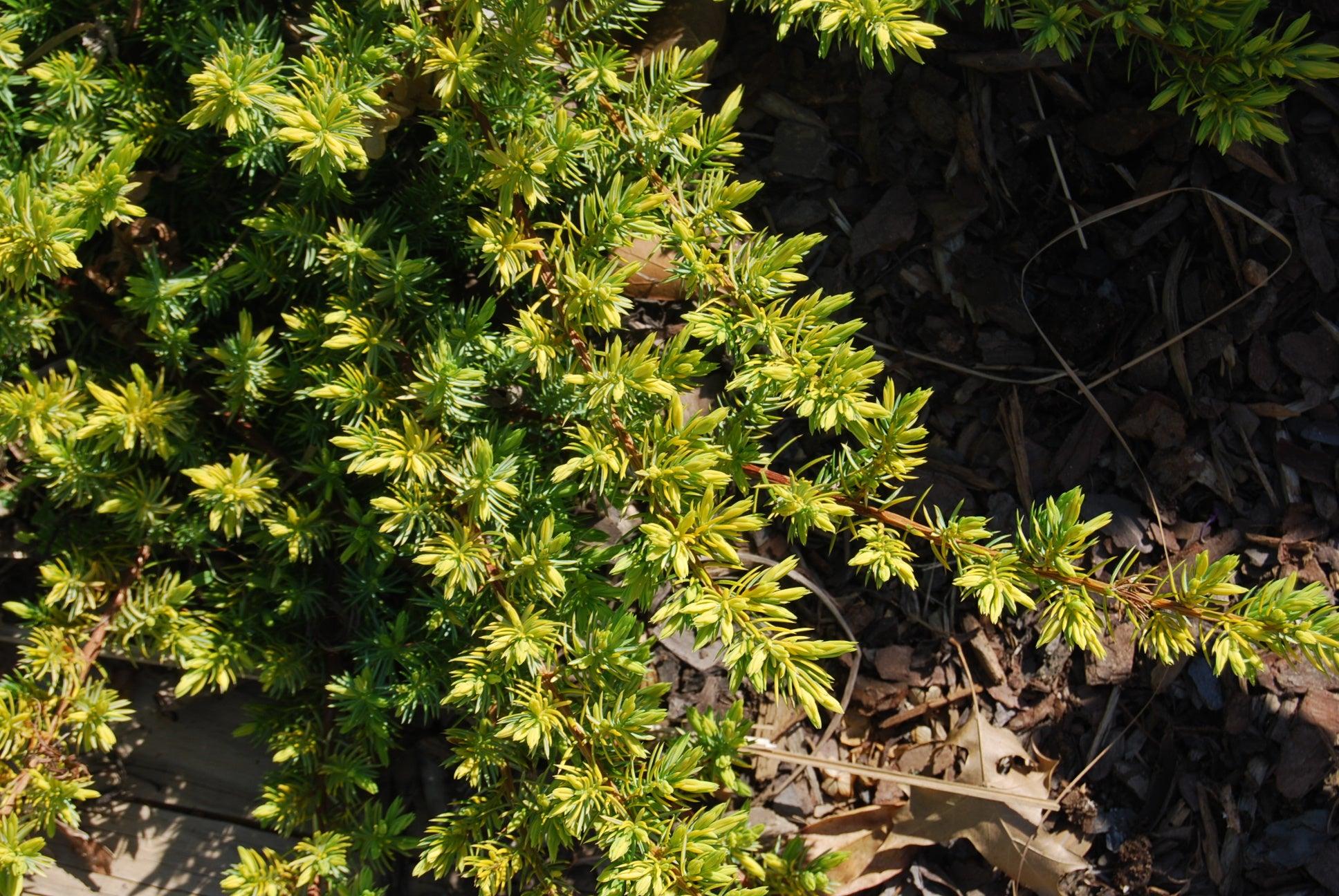 Juniperus Conferta Golden Pacific - View 6 from www redcrocus com
