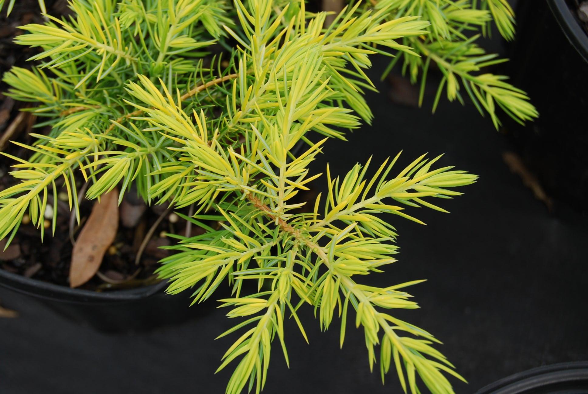 Juniperus Conferta Golden Pacific - View 9 from www redcrocus com