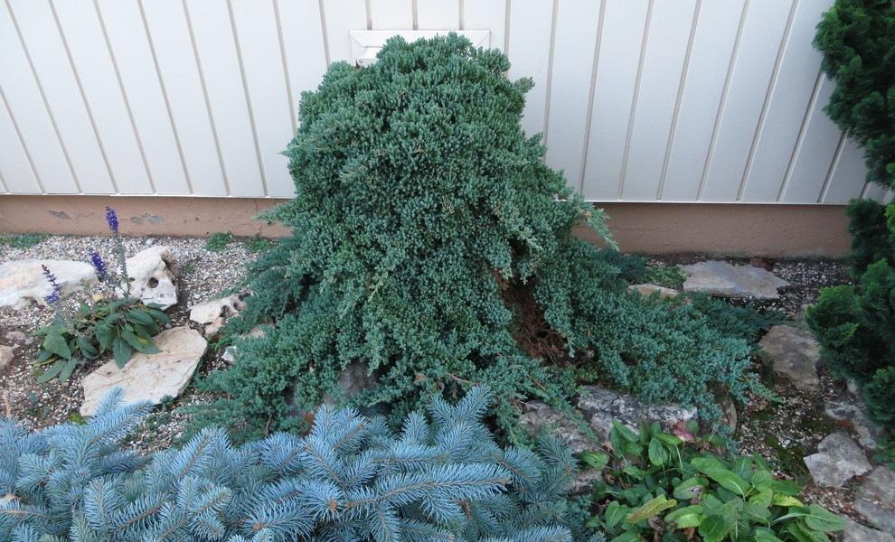 Juniperus Procumbens Greenmound Staked - View 13 from www redcrocus com