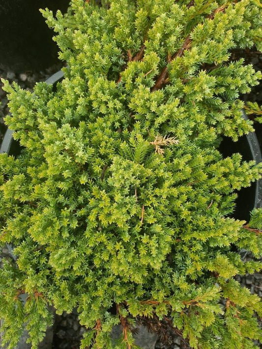 Juniperus Procumbens 'greenmound' Staked - View 11 from www redcrocus com