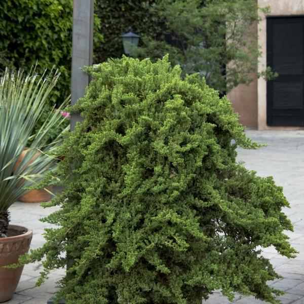 Juniperus Procumbens 'greenmound' Staked - View 3 from www redcrocus com
