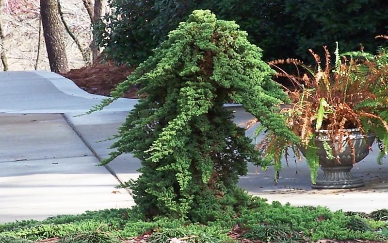 Juniperus Procumbens 'greenmound' Staked - View 6 from www redcrocus com