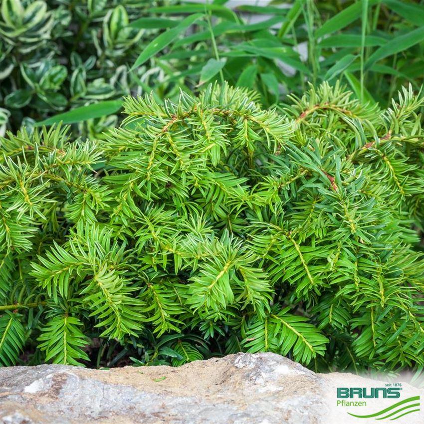 Taxus Baccata Repandens - View 12 from www redcrocus com