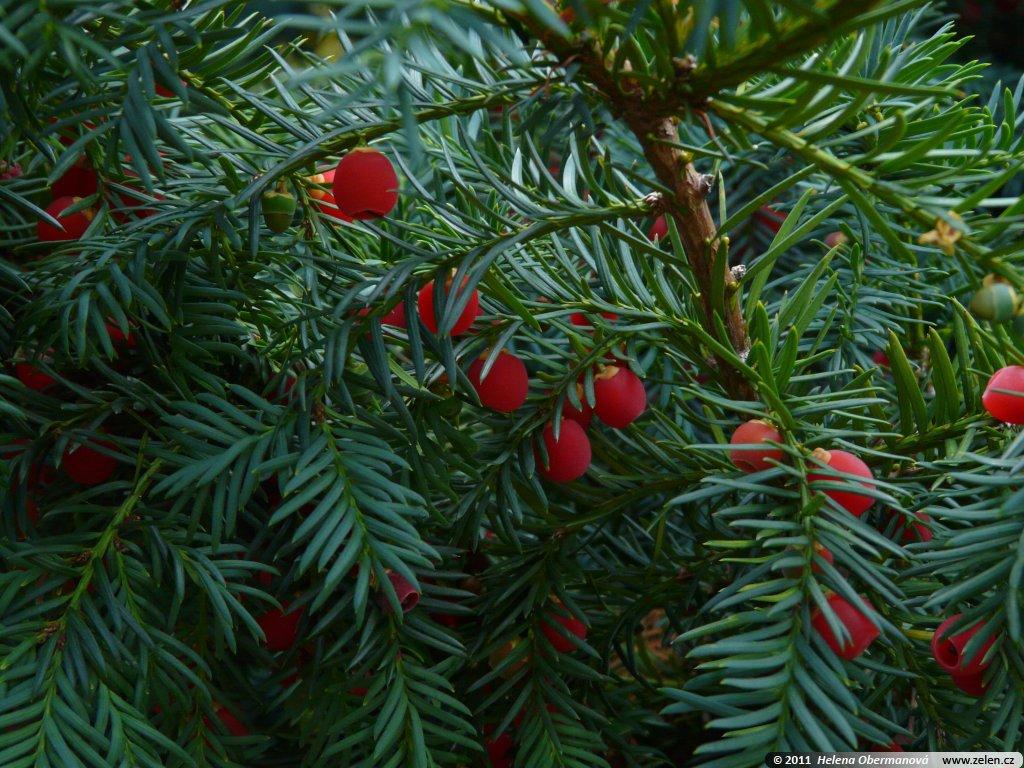 Taxus Baccata Repandens - View 14 from www redcrocus com