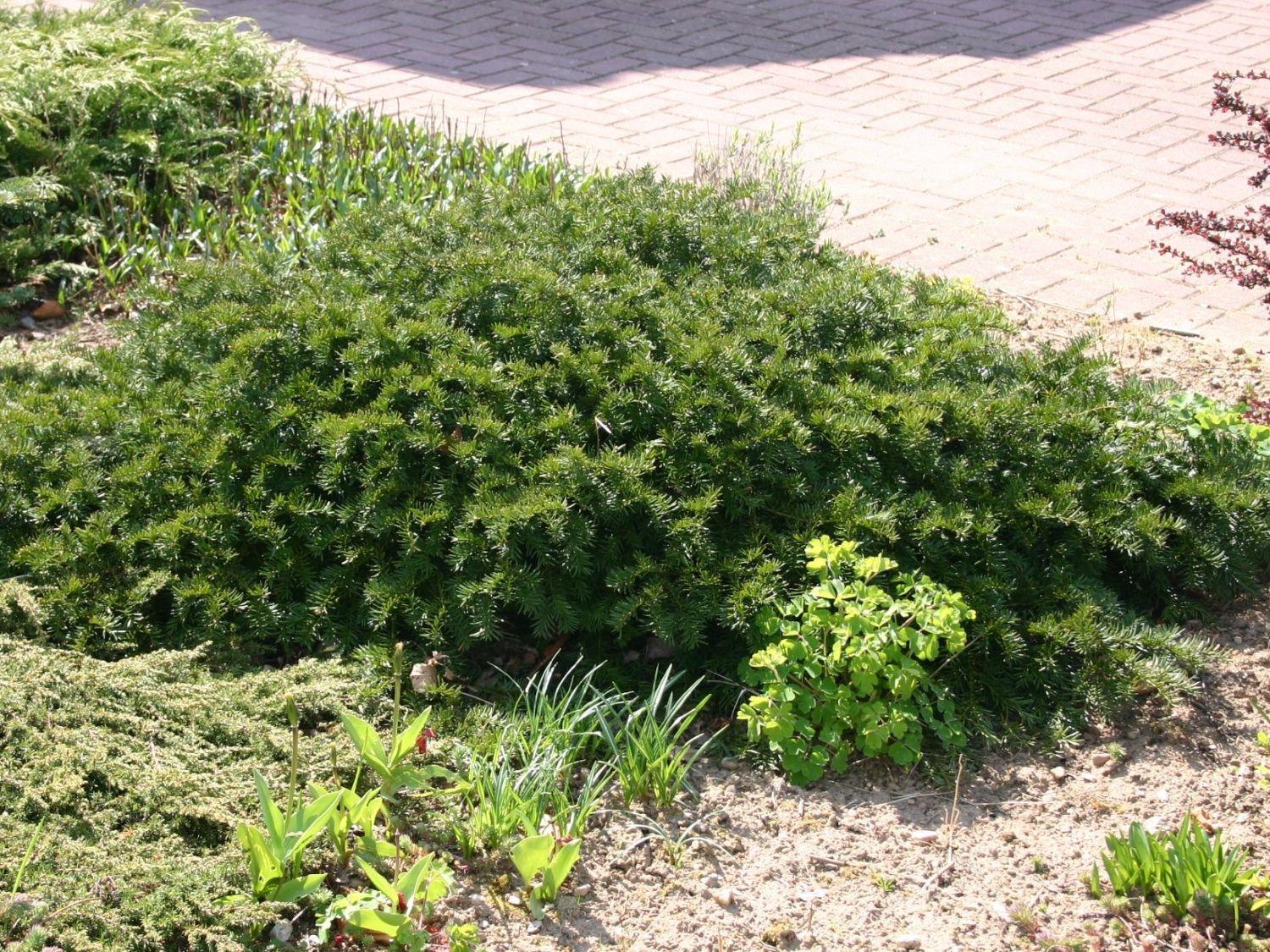Taxus Baccata Repandens - View 18 from www redcrocus com