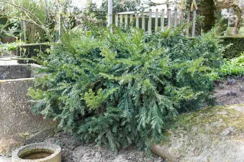Taxus Baccata Repandens - View 4 from www redcrocus com