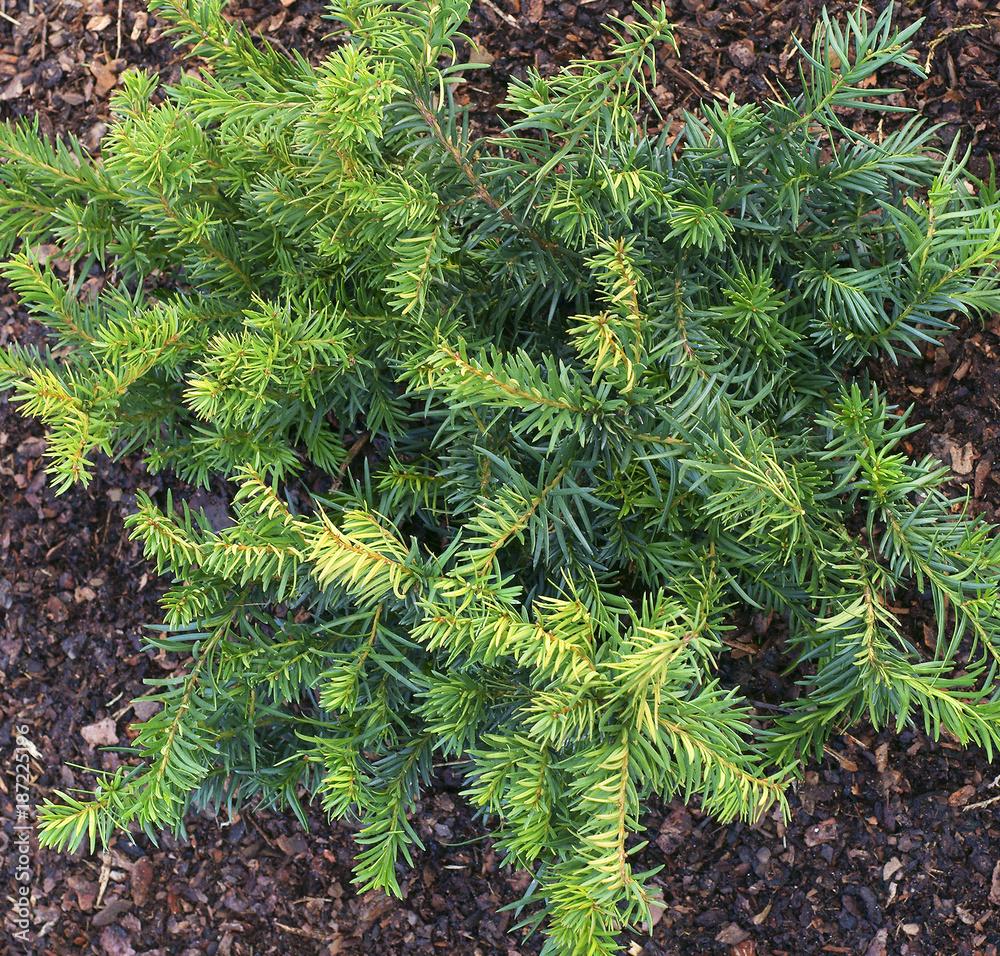 Taxus Baccata Repandens - View 6 from www redcrocus com