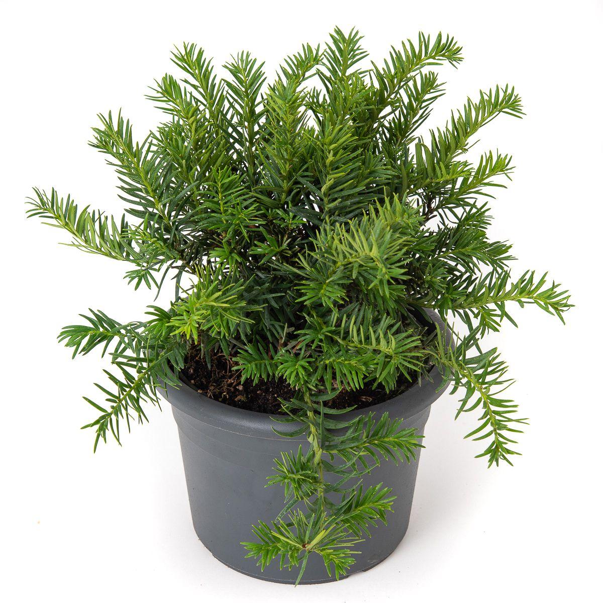 Taxus Baccata Repandens - View 7 from www redcrocus com