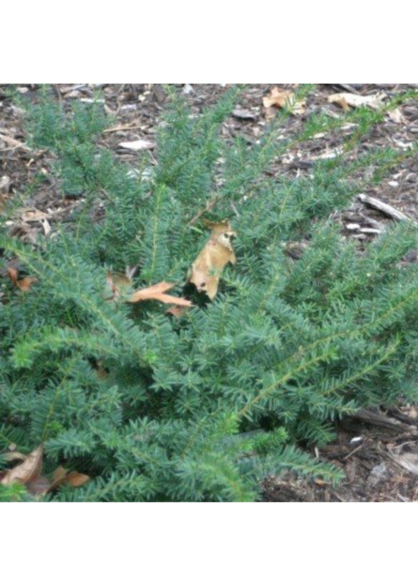 Taxus Media Everlow - View 13 from www redcrocus com