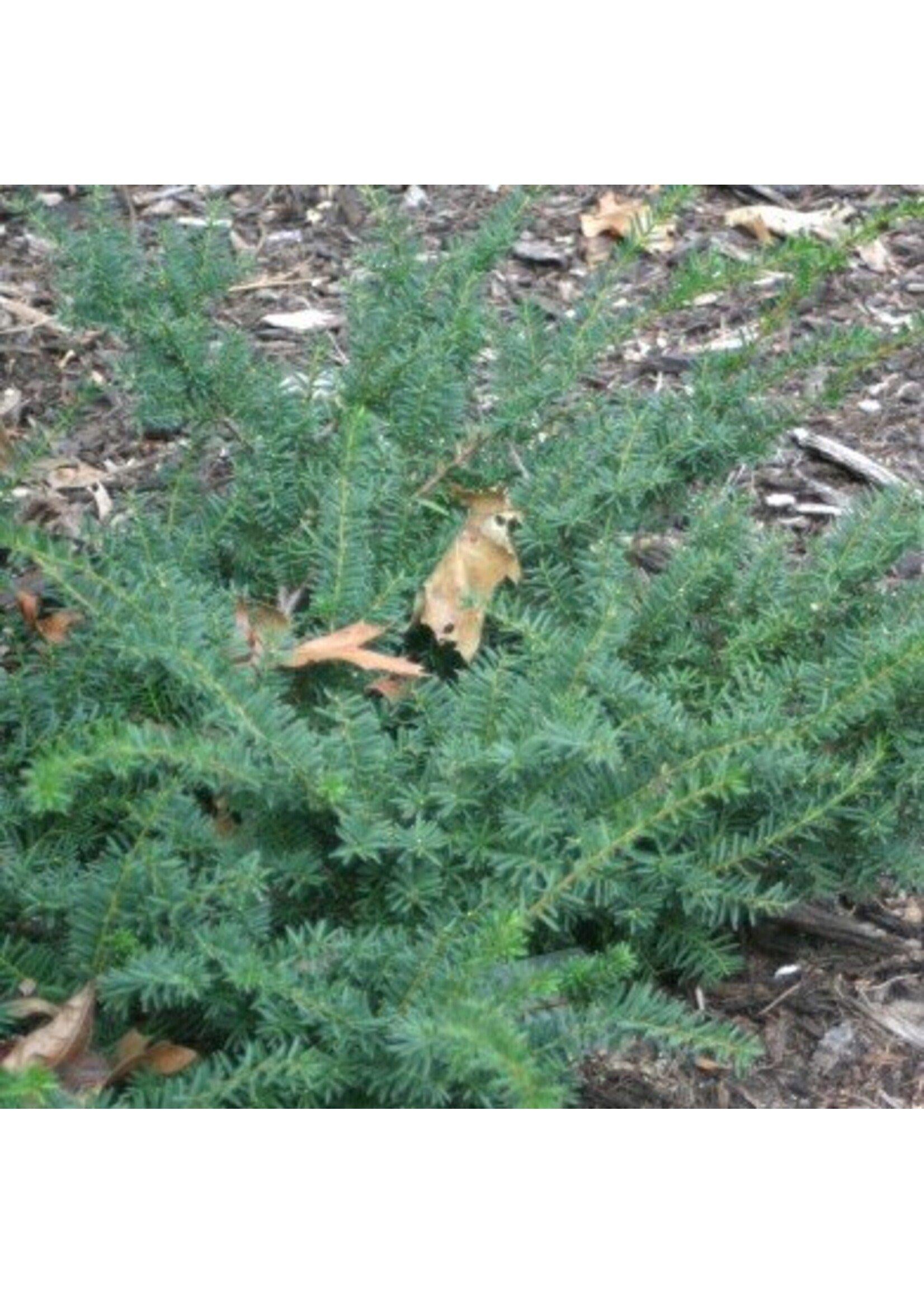 Taxus Media Everlow - View 13 from www redcrocus com