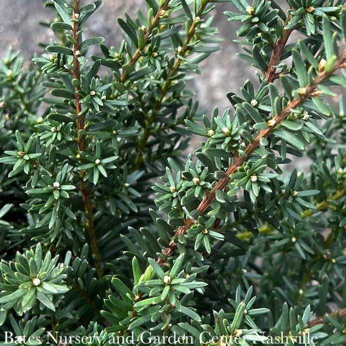 Taxus Media Everlow - View 16 from www redcrocus com