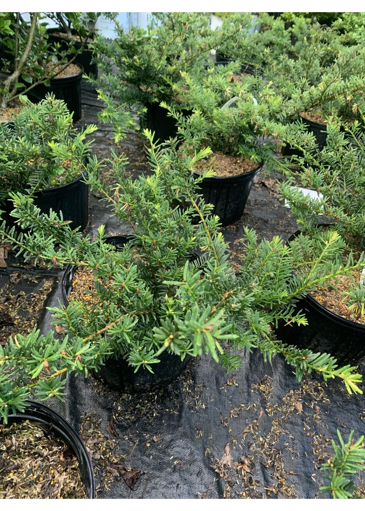 Taxus Media Everlow - View 17 from www redcrocus com