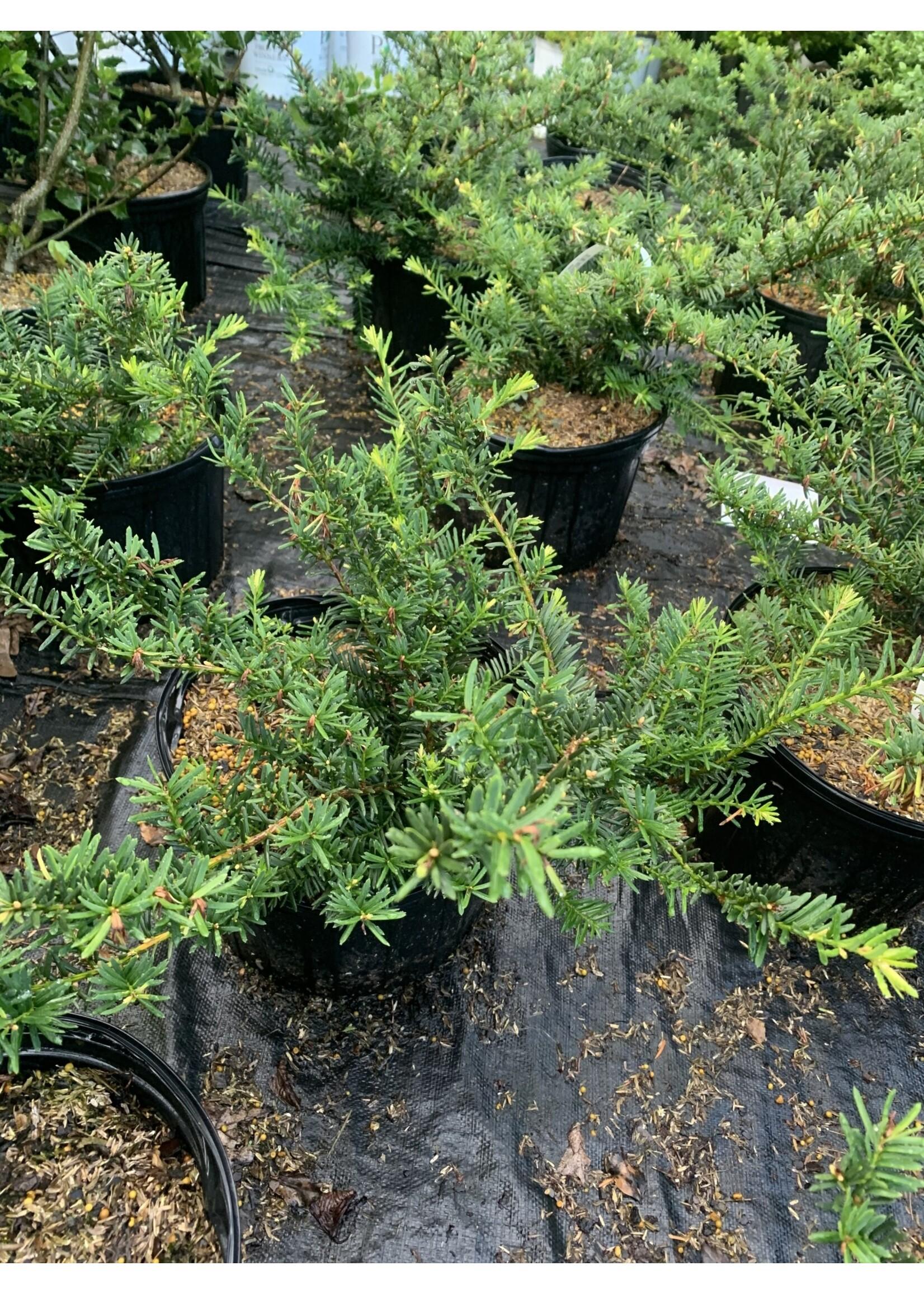 Taxus Media Everlow - View 17 from www redcrocus com