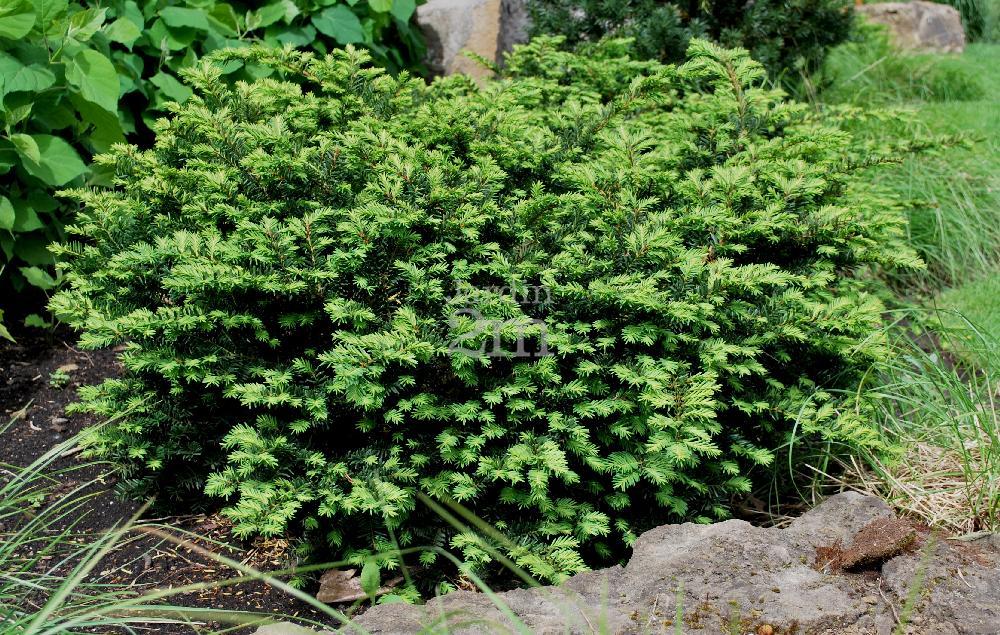 Taxus Media Everlow - View 1 from www redcrocus com