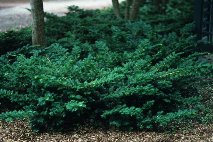 Taxus Media Everlow - View 2 from www redcrocus com