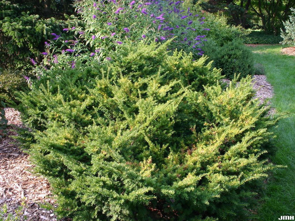 Taxus Media Everlow - View 4 from www redcrocus com