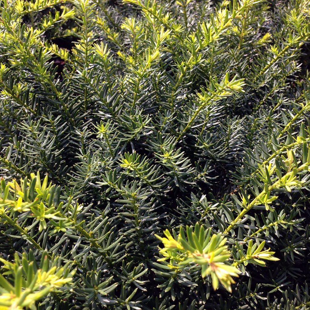 Taxus Media Everlow - View 6 from www redcrocus com