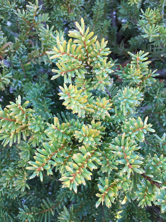 Taxus Media Everlow - View 10 from www redcrocus com