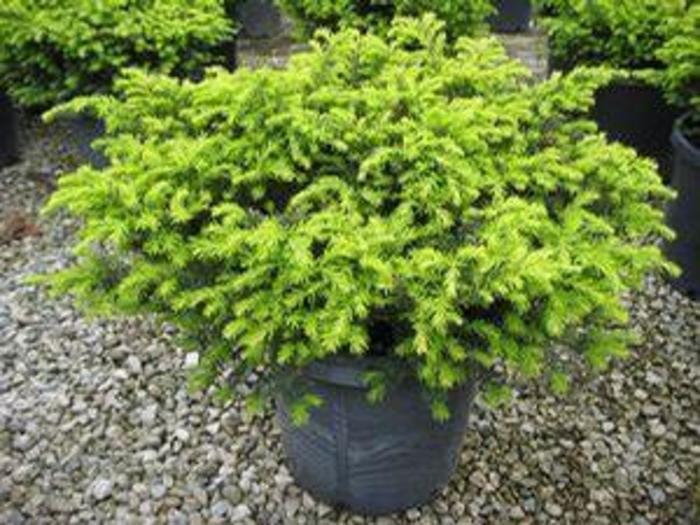 Taxus Media Everlow - View 11 from www redcrocus com