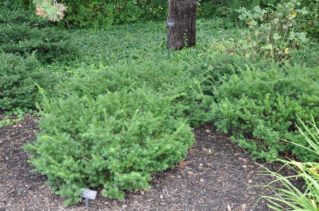 Taxus Media Everlow - View 12 from www redcrocus com