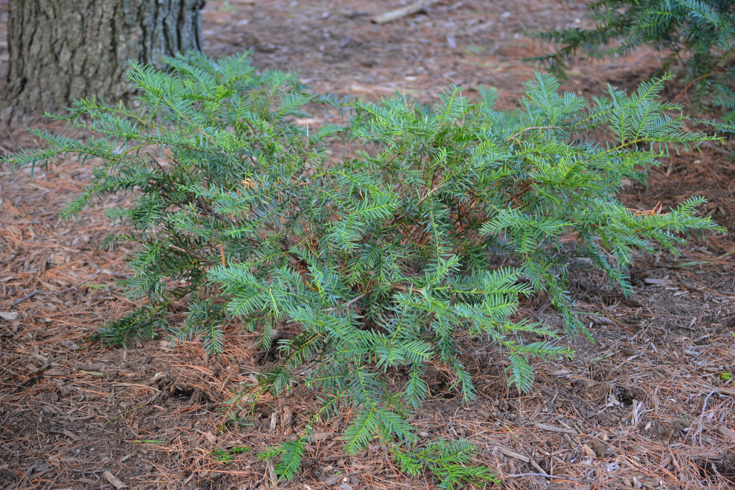 Taxus Media Everlow - View 14 from www redcrocus com