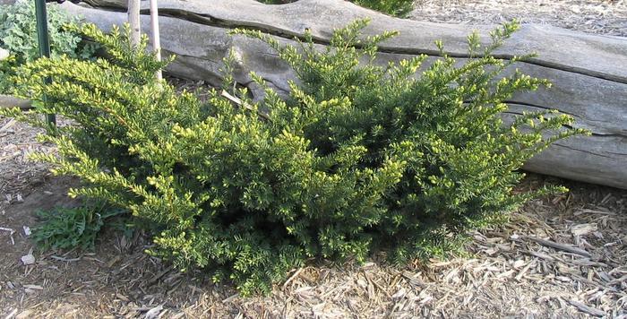 Taxus Media Everlow - View 16 from www redcrocus com