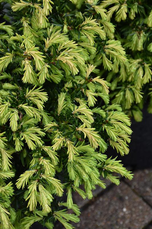 Taxus Media Everlow - View 17 from www redcrocus com