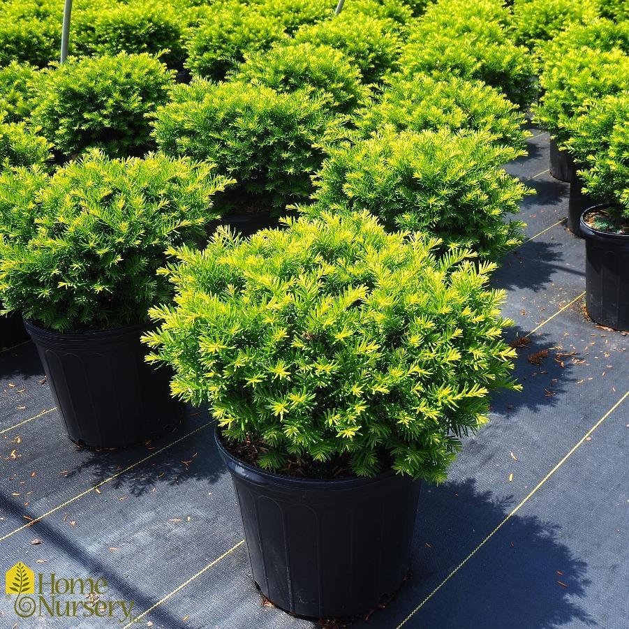 Taxus Media Everlow - View 4 from www redcrocus com