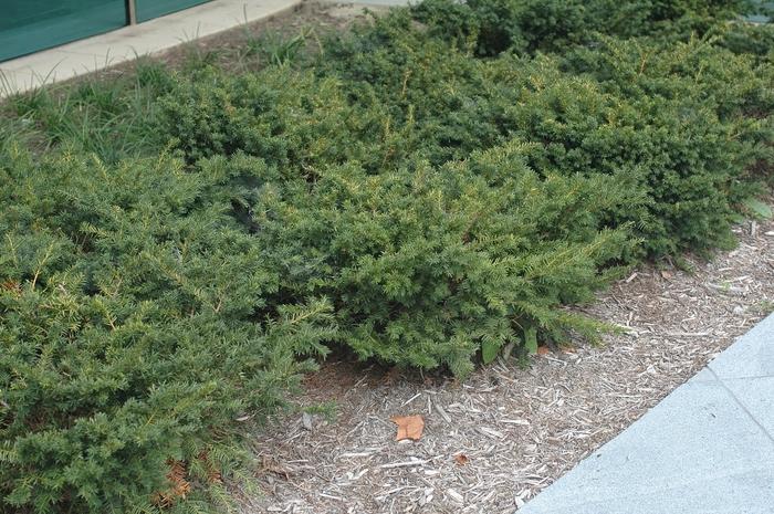 Taxus Media Everlow - View 5 from www redcrocus com