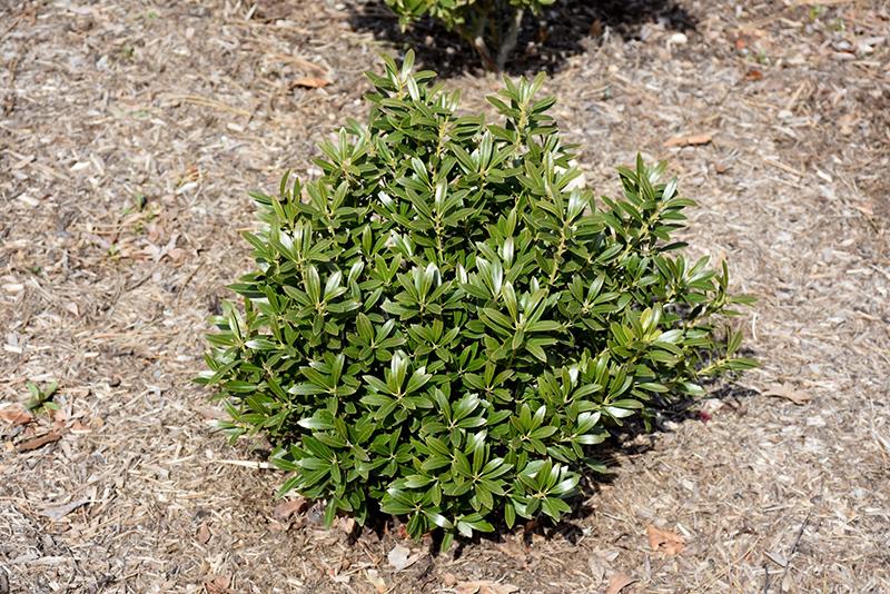 Ilex Glabra Gem Box - View 17 from www redcrocus com