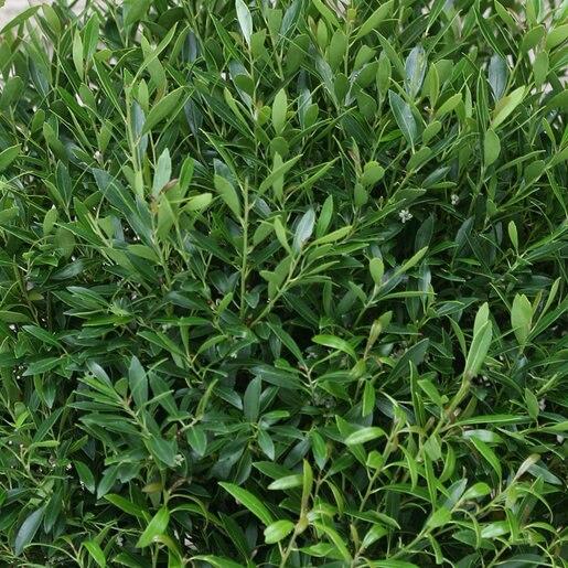 Ilex Glabra Gem Box - View 19 from www redcrocus com