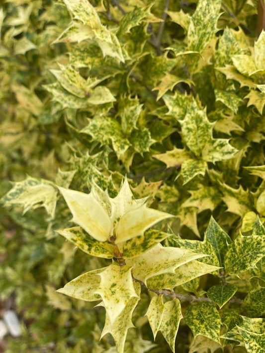 Osmanthus Heterophyllus Goshiki - View 11 from www redcrocus com